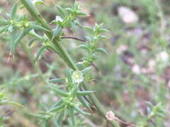 Salsola
