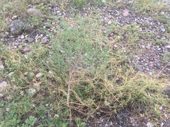 Salsola
