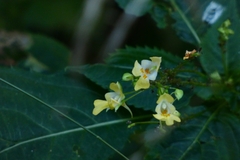Impatiens parviflora