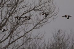 Dendrocygna autumnalis