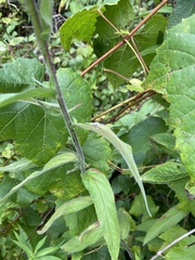 Epilobium parviflorum