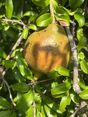 Punica granatum