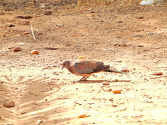 Streptopelia senegalensis