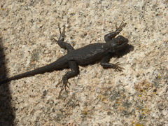 Sceloporus occidentalis longipes