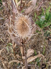 Dipsacus fullonum
