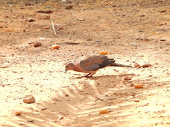 Streptopelia senegalensis