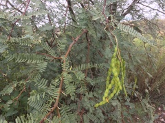Prosopis