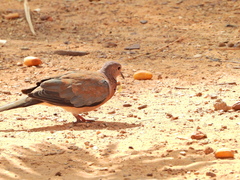 Streptopelia senegalensis