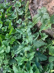 Blitum bonus-henricus