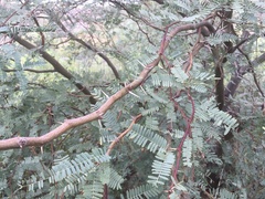 Prosopis