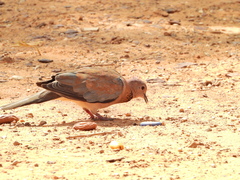 Streptopelia senegalensis