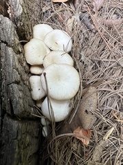 Pleurotus ostreatus