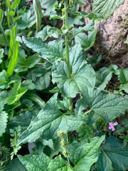 Blitum bonus-henricus