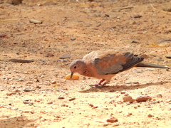 Streptopelia senegalensis