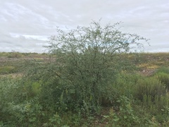 Prosopis