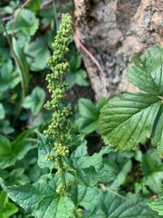 Blitum bonus-henricus