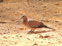 Streptopelia senegalensis