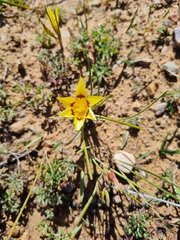 Romulea
