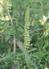 Ambrosia artemisiifolia