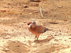 Streptopelia senegalensis