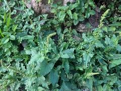 Blitum bonus-henricus