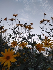 Helianthus tuberosus