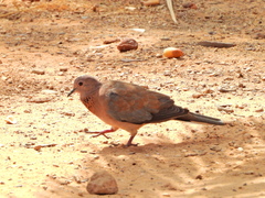Streptopelia senegalensis