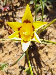 Romulea