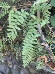 Polystichum