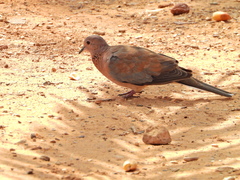 Streptopelia senegalensis