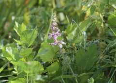 Stachys hispida