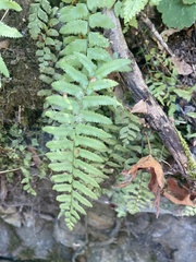 Polystichum