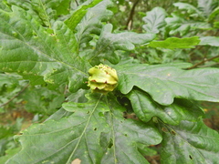Andricus quercuscalicis