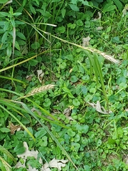 Elymus virginicus