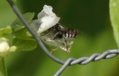 Megachilidae