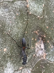 Aulacidae