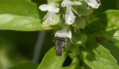Megachilidae
