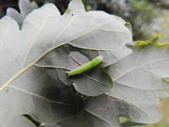 Tortrix viridana