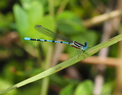 Argia bipunctulata