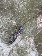 Aulacidae