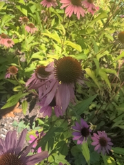Echinacea purpurea