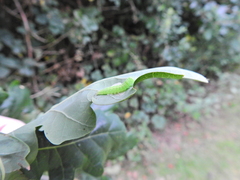 Tortrix viridana