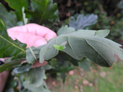 Tortrix viridana