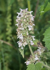 Nepeta cataria
