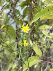 Gutierreziinae
