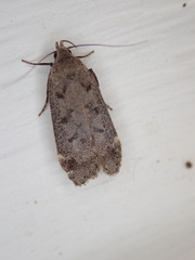 Anacampsis