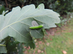 Tortrix viridana