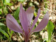 Colchicum