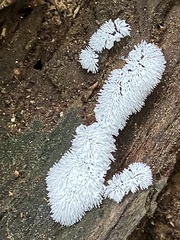 Ceratiomyxa
