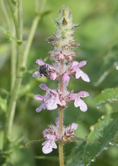 Stachys hispida